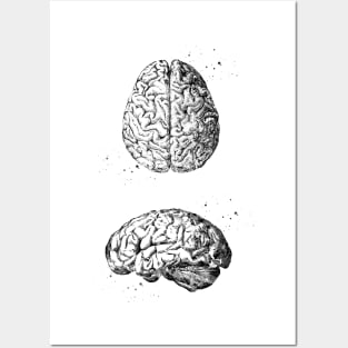 Human Brain Posters and Art